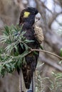 Australian Yellow-tailed Black Cockatoo
