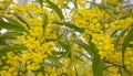 Australian Zig Zag Wattle Acacia macradenia yellow flowers Royalty Free Stock Photo