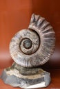 Australiceras is an extinct genus of ammonites from the upper Cretaceous