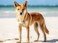 Ai Generated illustration Wildlife Concept of Australien dingo - wild dog - Fraser Island Australia