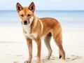 Australien dingo wild dog Fraser Island