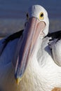 Australien pelican resting on beach, Shark Bay