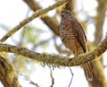 Australische Havik, Brown Goshawk (Christmas Island), Accipiter fasciatus natalis