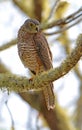 Australische Havik, Brown Goshawk (Christmas Island), Accipiter fasciatus natalis