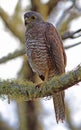 Australische Havik, Brown Goshawk (Christmas Island), Accipiter fasciatus natalis