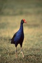 Australische Purperkoet, Australian Swamphen, Porphyrio melanotus