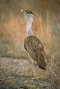 Australische Trap, Australian Bustard, Ardeotis australis Royalty Free Stock Photo