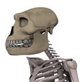 Australopithecus Royalty Free Stock Photo