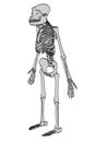 Australopithecus afarensis Royalty Free Stock Photo