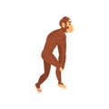 Australopithecus, Biology Human Evolution Stage, Evolutionary Process of Woman Vector Illustration
