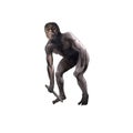 Australopithecus Royalty Free Stock Photo