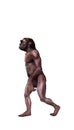 Australopithecus Royalty Free Stock Photo