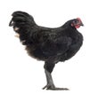 Australorp, 5 months old Royalty Free Stock Photo