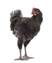 Australorp, 5 months old Royalty Free Stock Photo
