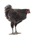 Australorp, 5 months old Royalty Free Stock Photo