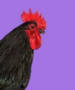 Australorp chicken against purple background Royalty Free Stock Photo