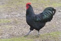 Australorp Royalty Free Stock Photo