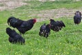 Australorp Royalty Free Stock Photo
