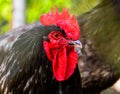 Australorp chicken with its face in closeup, also known as black Orpington, popular ornamental and utility breed