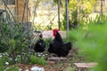 Australorps in a farm hidden behind green plants