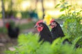 Australorps in a farm hidden behind green plants