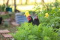 Australorps in a farm hidden behind green plants