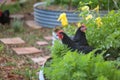 Australorps in a farm hidden behind green plants