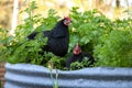 Australorps in a farm hidden behind green plants