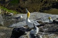 Austrasian Gannets at Muriwai, Auckland