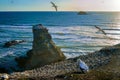 Austrasian Gannets at Muriwai, Auckland