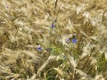 Austria, Agricultural Area, Rye Royalty Free Stock Photo