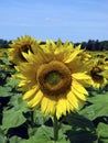 Austria, Agricultural Area, Sunflower Royalty Free Stock Photo