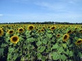 Austria, Agricultural Area, Sunflower Royalty Free Stock Photo