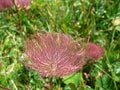 Austria. Alps. Alpine flora. Mountain dandelion on a green meadow.