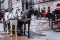 Austria beautiful horses with equipage coaches on the streets of Vienna Royalty Free Stock Photo