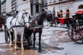 Austria beautiful horses with equipage coaches on the streets of Vienna