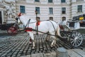 Austria beautiful horses with equipage on the streets of Vienna Royalty Free Stock Photo