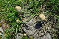 Austria, Botany, mushroom