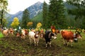 Austria: Cattle farmer and cow walk downhill before wintertime Royalty Free Stock Photo