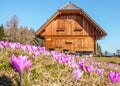 Austria - Cottage and pink crocus