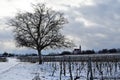 Austria, Season, Snow Covered Vineyards