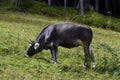 Austria, Tirol, Cattle