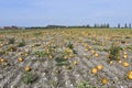 Agriculture, Landscape with pumpkin field