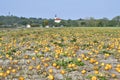 Agriculture, Pumpkin Field and rural village Royalty Free Stock Photo