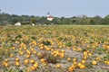 Agriculture, Pumpkin Field and rural village Royalty Free Stock Photo