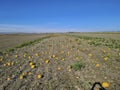 Austria, Agriculture, Pumpkin Field Royalty Free Stock Photo