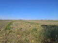 Austria, Agriculture, Pumpkin Field Royalty Free Stock Photo