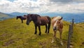 Austria - A heard of horses grazing on the Alpine pasture in Austria. The horses are behind a wired fence Royalty Free Stock Photo