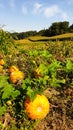 Austria - A panoramic view on a field full with ripening pumpkins. The pumpkins are round and yellow. Agricultural land Royalty Free Stock Photo