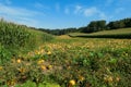 Austria - A panoramic view on a field full with ripening pumpkins. The pumpkins are round and yellow. Agricultural land Royalty Free Stock Photo